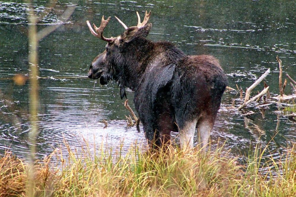 Bull Moose (G. Havens, 2016)