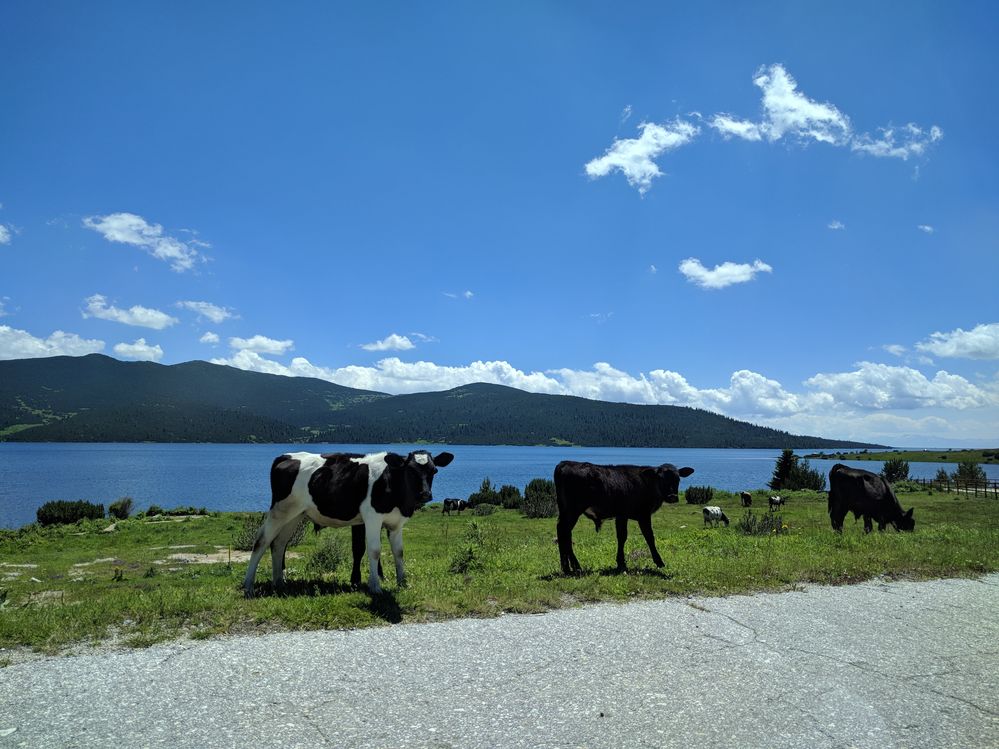 Caption: A photo of cows, and the Belmeken Dam in the background (Local Guide @MoniDi)