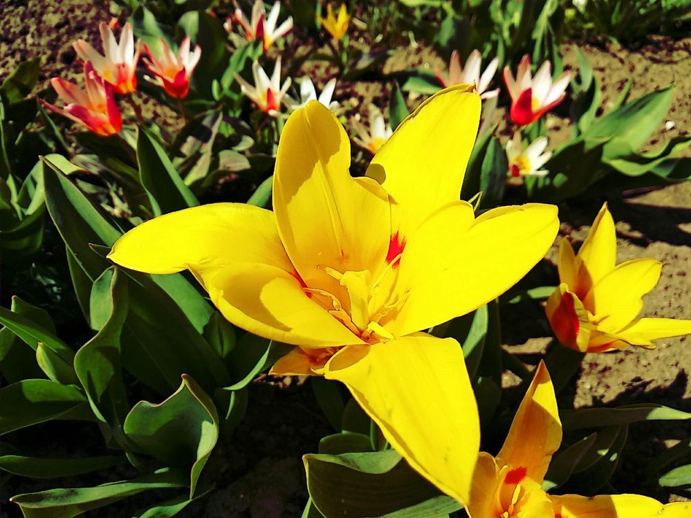 Caption: A photo of tulip (Local Guide @PoliMC)