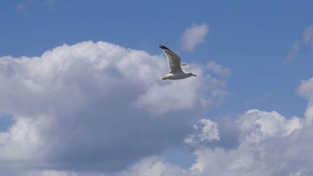Caption: A photo of bird in the sky (Local Guide @PoliMC)