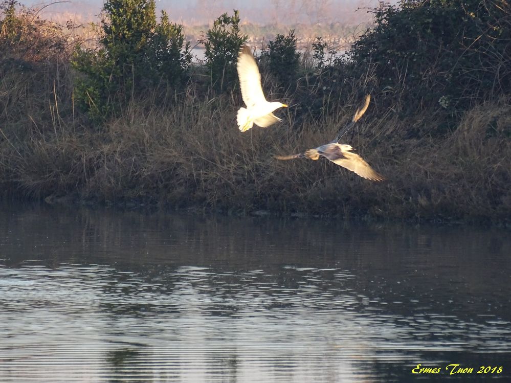 Caption: Birds on Venetian Lagoon - Local Guide @ermest