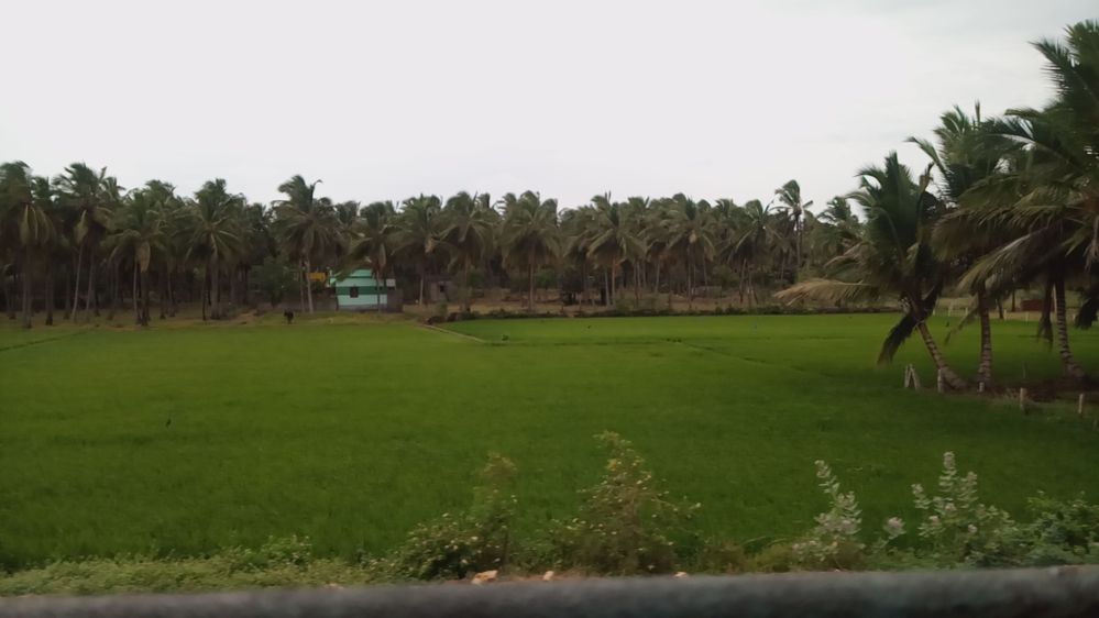 Kerla just before flood 2018...clicked from the train
