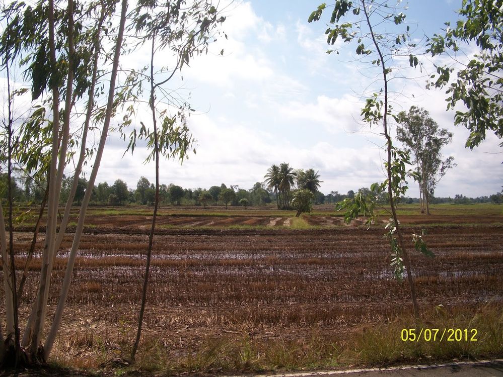 Caption: A photo of rice fields after harvest in Thailand (Local Guide @Aruni)