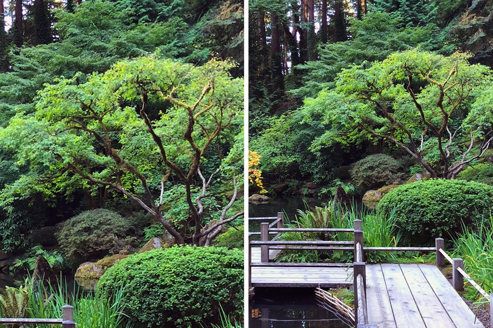 Caption: Two side-by-side photos of trees, bushes, and other plants located at the edge of a pond at the Portland Japanese Garden in Portland, Oregon, USA. One photographed without a visual leading line (left) and one photographed including a visual leading line, consisting of a pathway over a pond (right). (Local Guide Christina-NYC)