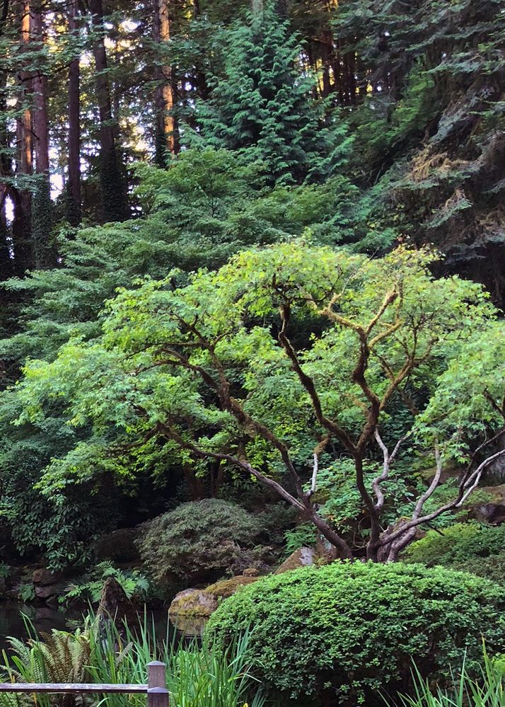 Caption: A photo of trees, bushes, and plants next to a pond in the Portland Japanese Garden, taken in Portland, Oregon, USA. (Christina-NYC)