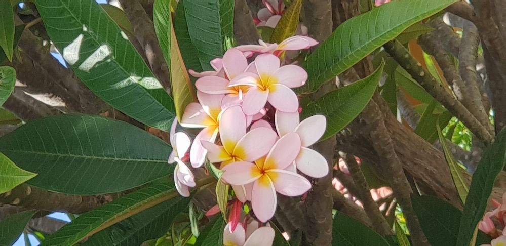 Frangipani flowers in the wild. ( Local Guide AlexaAC)