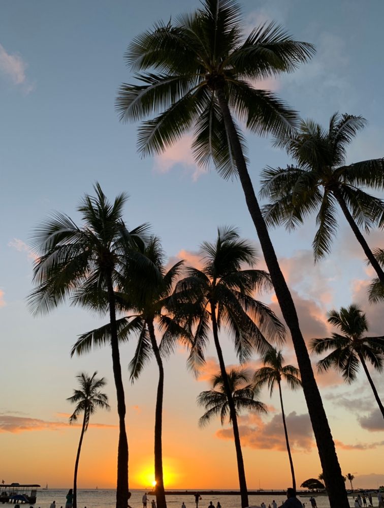 Sunset with palm trees on Waikiki Beach Hawaii.