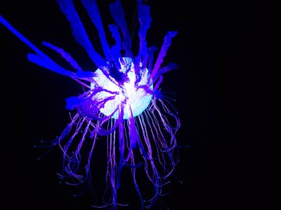 medusa jelly fish