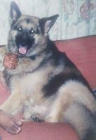 Bruno our house pet lived 11 yrs
