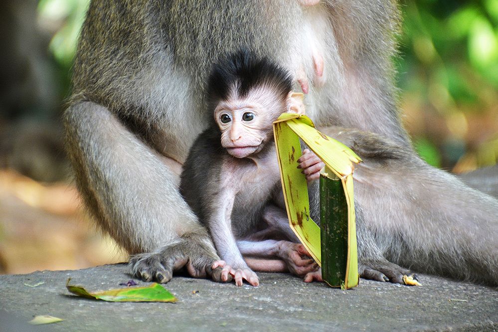 Caption: A closeup photo of a monkey holding a green leaf and sitting in front of an adult monkey, taken in Bali, Indonesia. (Local Guide Jeremy Bezanger)