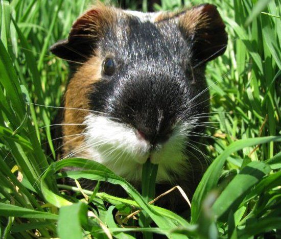 Caption: A photo of my Guinea pig (Local Guide @KatyaL)