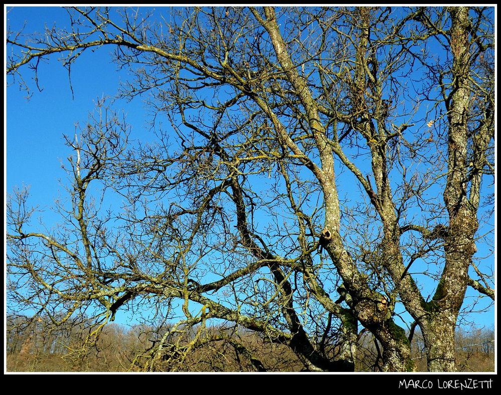 oak-quercia