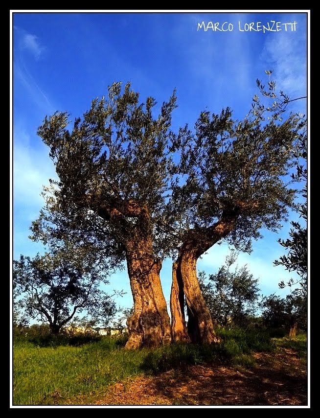 A secolar olive tree-un olivo secolare