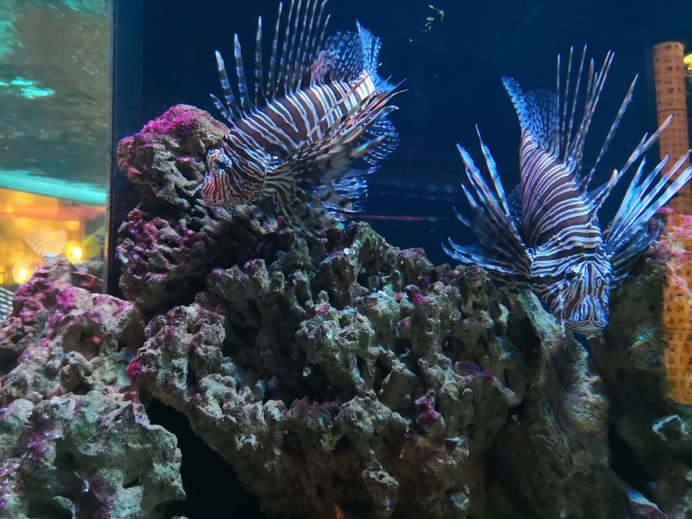 Caption: Fish swimming in an aquarium (Local Guide Николай Господинов)