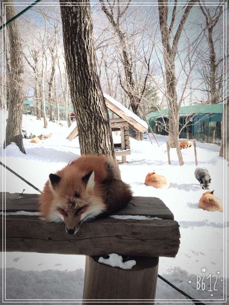 Sleeping fox in Zao Fox Village.