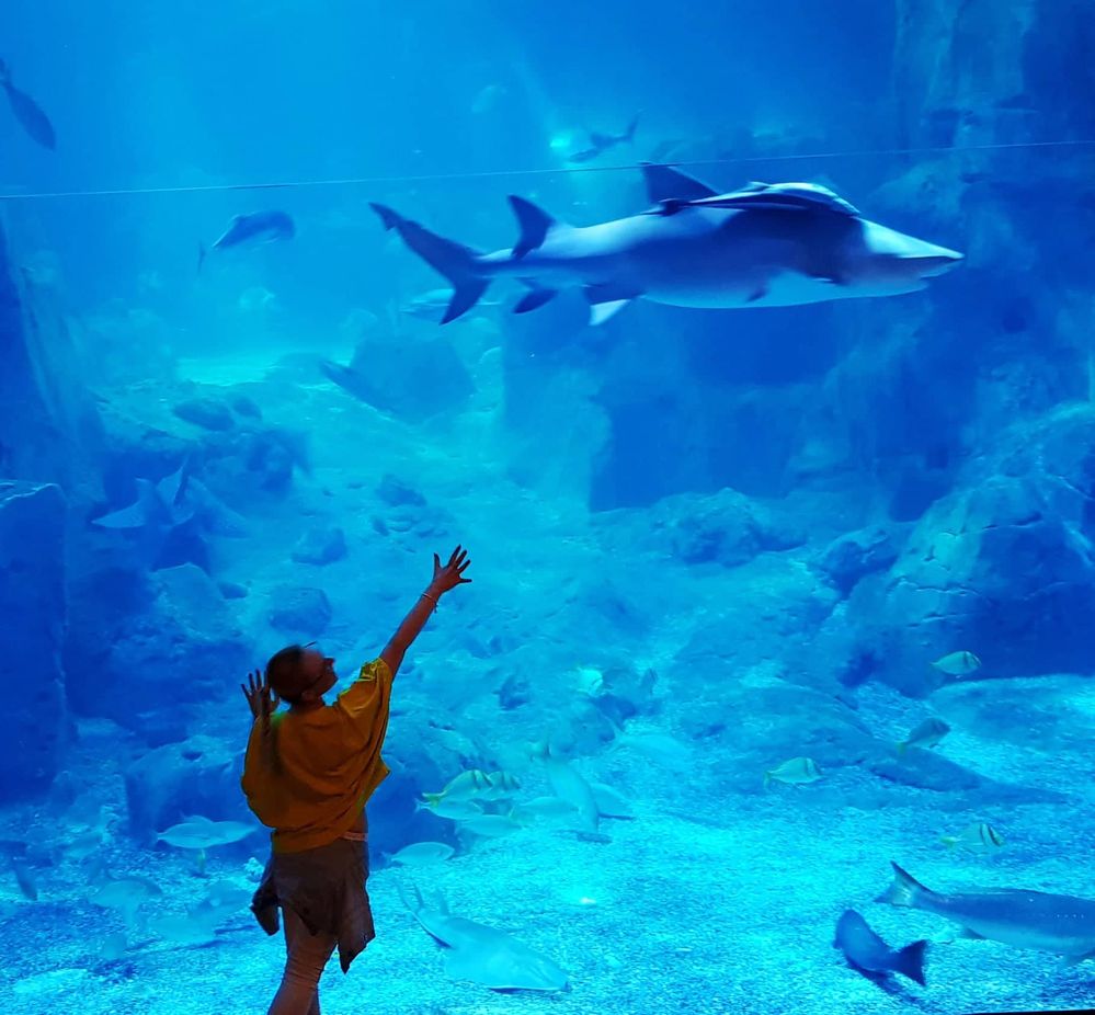 Caption: A photo of Google Moderator @Petra_M reaching up towards a shark swimming behind a glass at the Istanbul Aquarium in Istanbul, Turkey. (Local Guide @Petra_M)