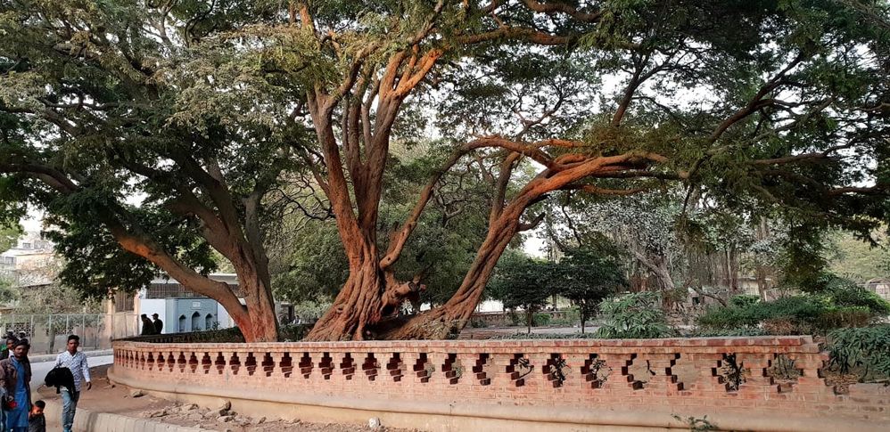 Gandhi Garden Karachi Zoo. Few of  the big old trees spared