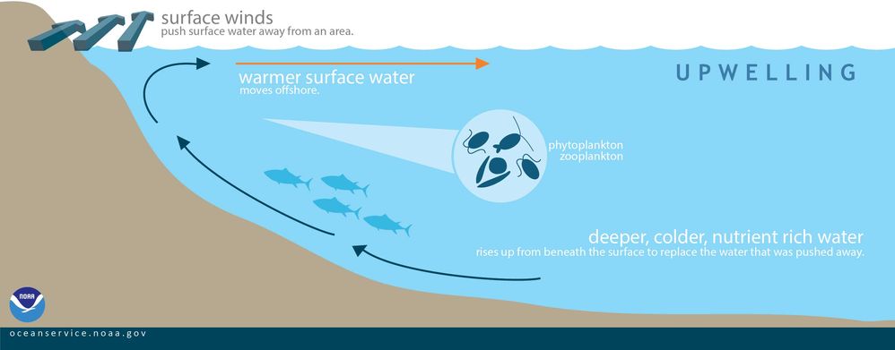 This graphic shows how displaced surface waters are replaced by cold, nutrient-rich water that “wells up” from below. Conditions are optimal for upwelling along the coast when winds blow along the shore.