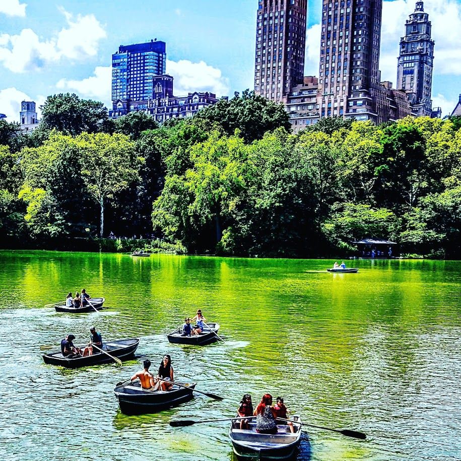 Central Park Matt Albertell.jpg