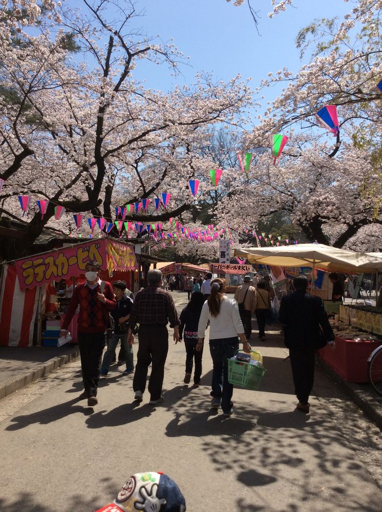 Cherry blossom festival at Kitain Temple