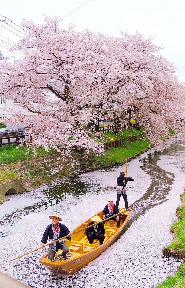 River of Pink on Shingashi River at the back of HIkawa shrine Kawagoe