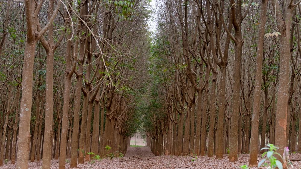 Rubber plantation, Chiang Rai Province