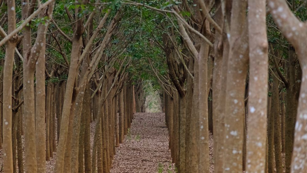 Rubber plantation, Chiang Rai Province