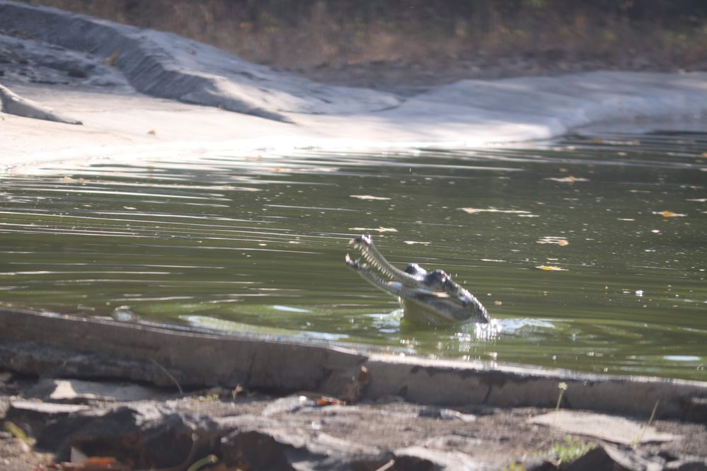 Caption : A photo of  Google Local Guide @rajuroyal during  Geo walk Pardhyman Park  crocodile