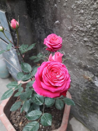 Những bông hồng e ấp nở
