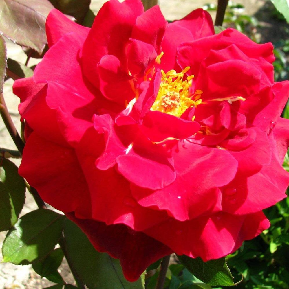 Caption: A photo of a red rose with yellow blossom in the middle (Local Guide @KatyaL)