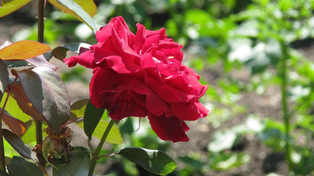 Caption: A photo of a red rose from my parents' garden (Local Guide @KatyaL)