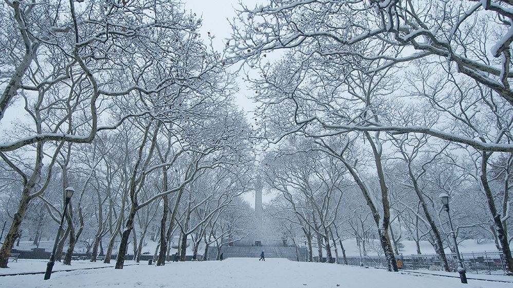 Caption: A photo of trees and a pathway in Fort Greene Park in Brooklyn, NY covered in snow. (Local Guide Aslı Çağlar)