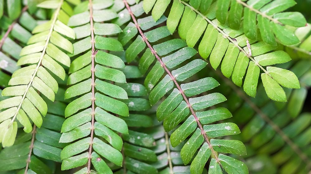 Caption: A close-up photo of plant leaves, taken in Costa Rica’s Monteverde Orchid Garden. (Local Guide Jeremy Bezanger)