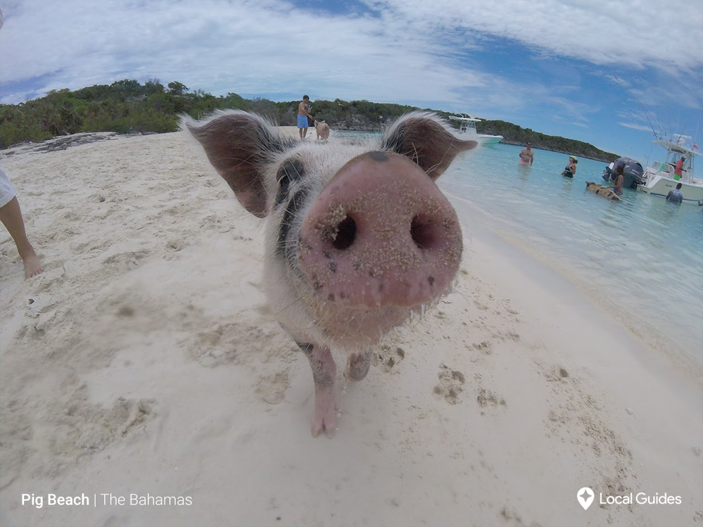 PigBeach_Bahamas.png