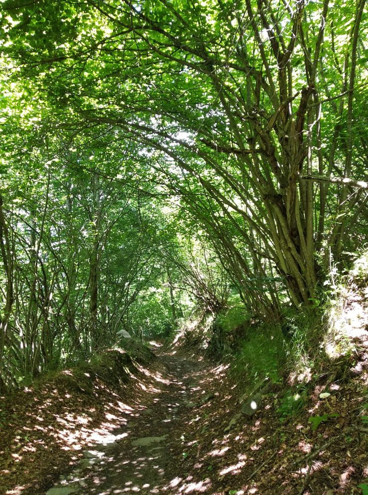 Caption: A photo of a forest tunnel (Local Guide (PoliMC)
