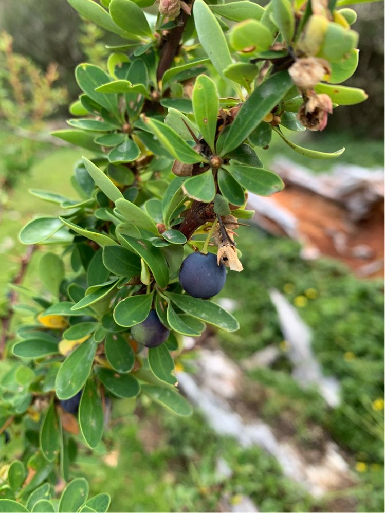Caption: fruta del calafateo - Ushuaia (Local Guides @FaridMonti)