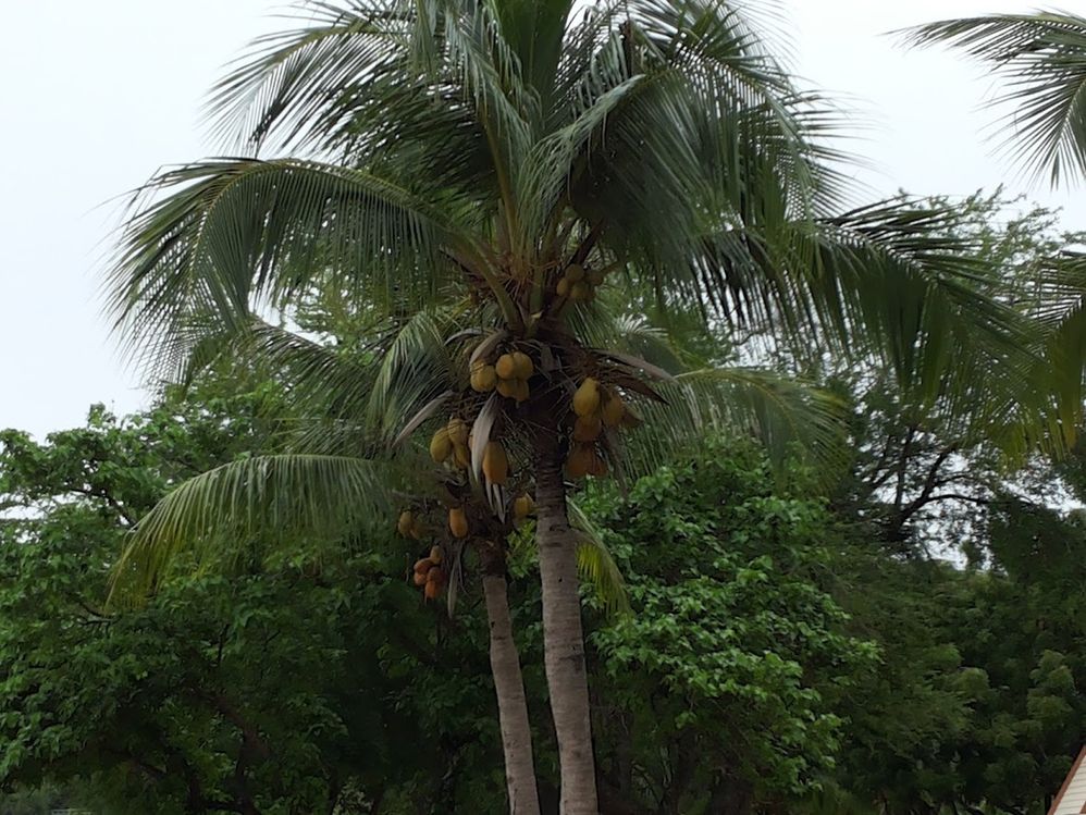 Caption: A photo of Coconut tree in Thailand (Local Guide @Aruni)
