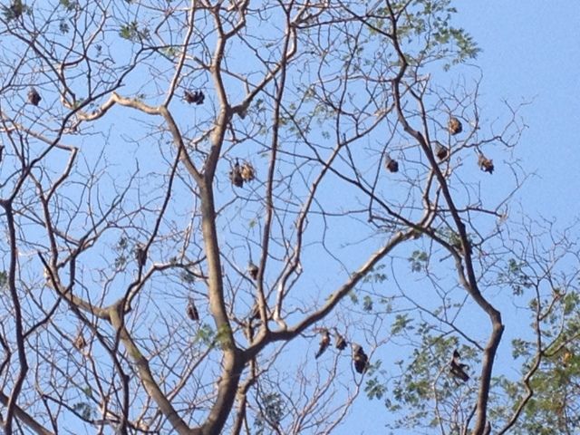 Bats at tree