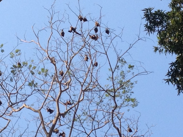 Bats at tree