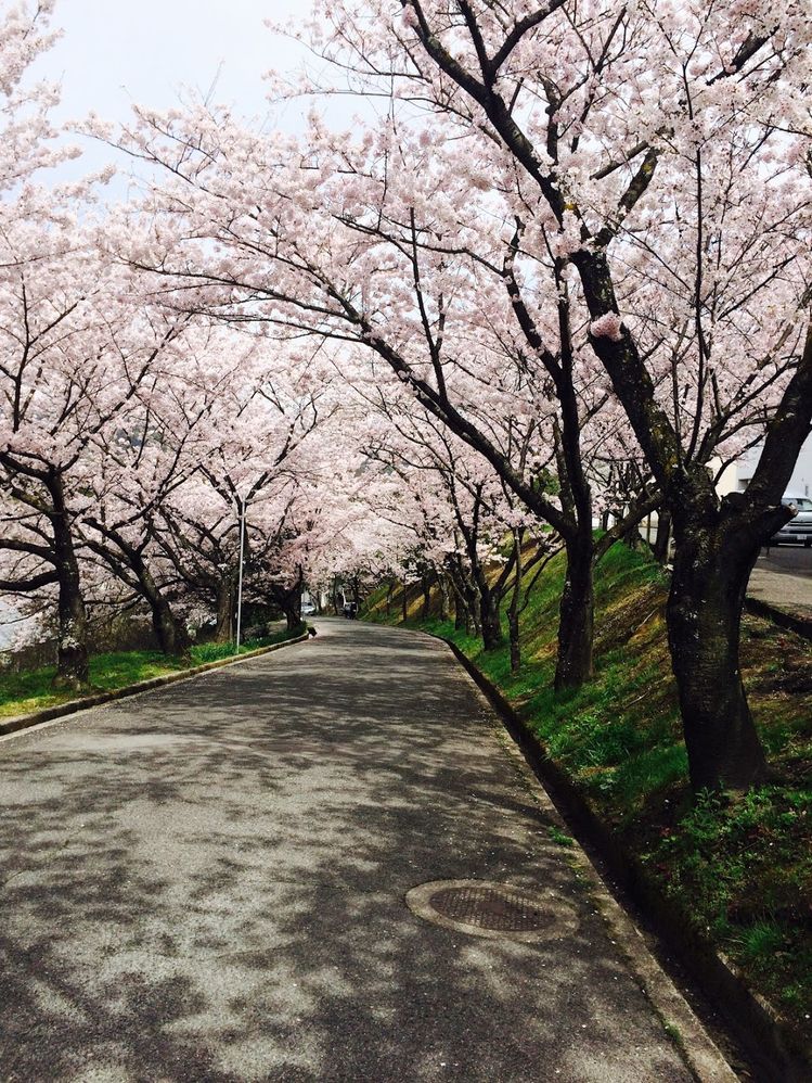 Caption: A photo showing cherry blossom tree in a line. (Local Guide @Ivi_Ge)