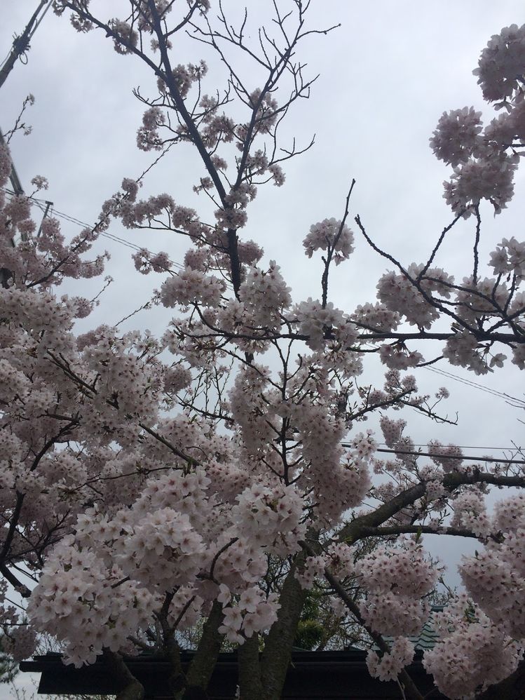 Caption: A close-up photo of a Japanese Sakura tree. (Local Guide @Ivi_Ge)