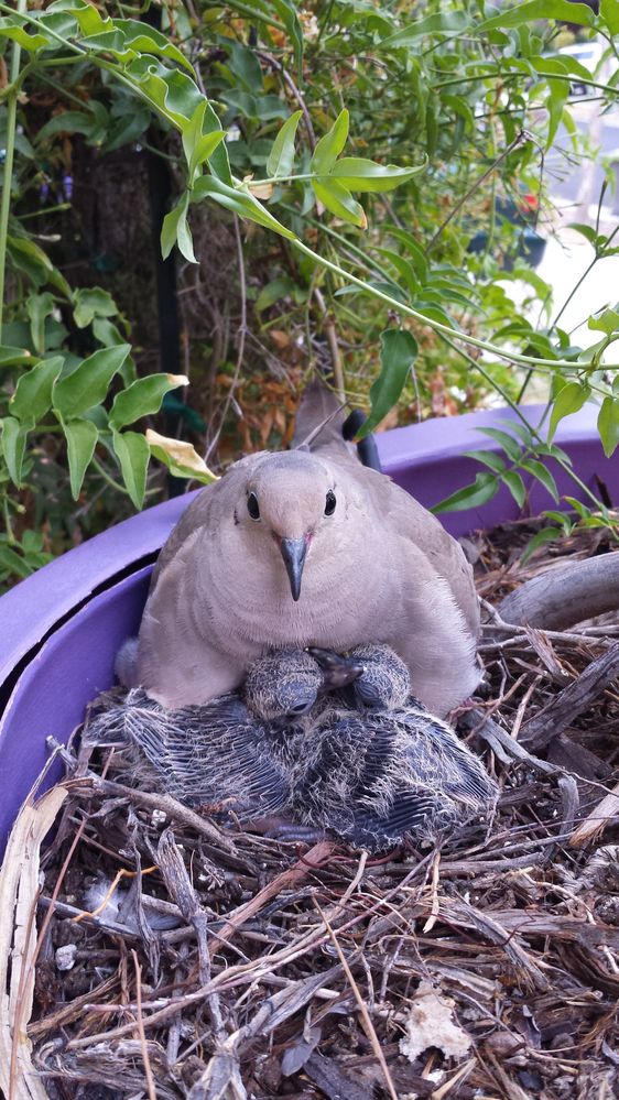 Caption: Momma Dove with her two chicks. Photo: @karenvchin