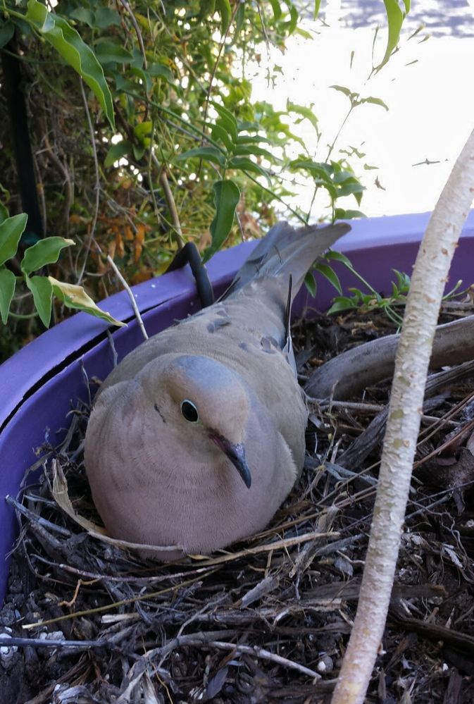 Caption: A Mourning Dove nesting in my planter tub on my front porch. Photo: @karenvchin