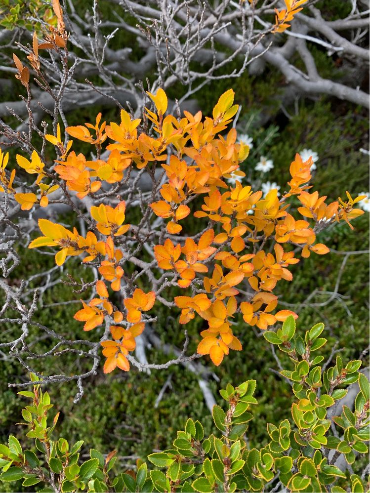 Caption: Hojas de árbol  - Ushuaia (Local Guides @FaridMonti)