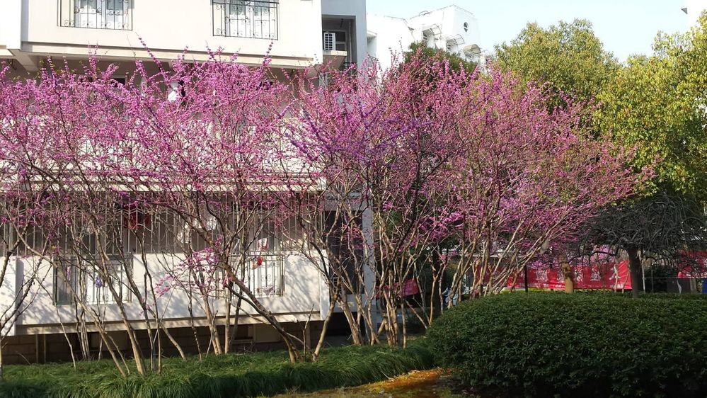 Caption: A photo of a few sakura trees in Shanghai, China (Local Guide: RadieN)