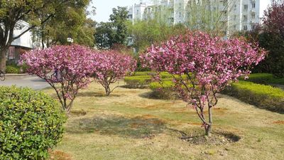 Caption: A photo of a few sakura trees in Shanghai, China (Local Guide: RadieN)