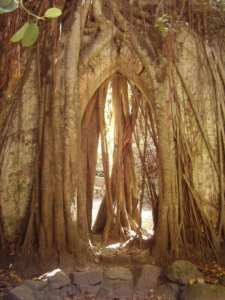 Parque de Monserrate - Ficus