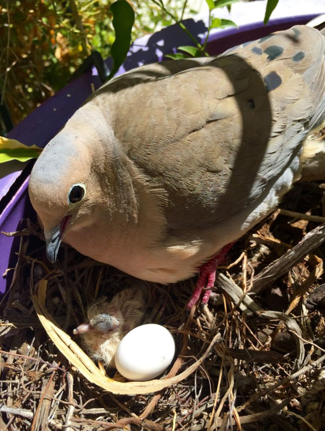 Caption: A photo of a mourning dove above her baby chick while waiting for another baby chick to hatch. (Local Guide @karenvchin)
