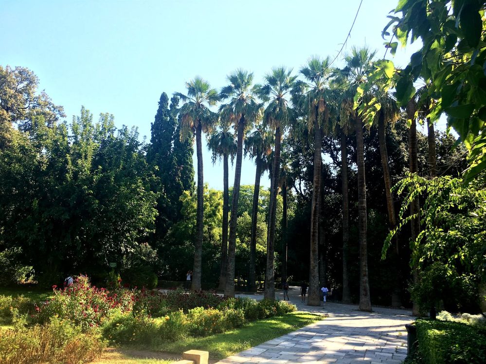 Caption: Photo of different types of trees in the National Garden Athens, Greece (Local Guide @Petra_M)