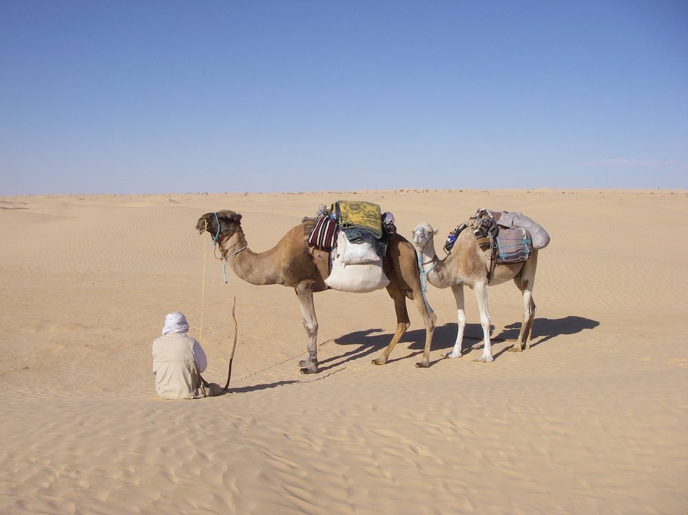 camel driver